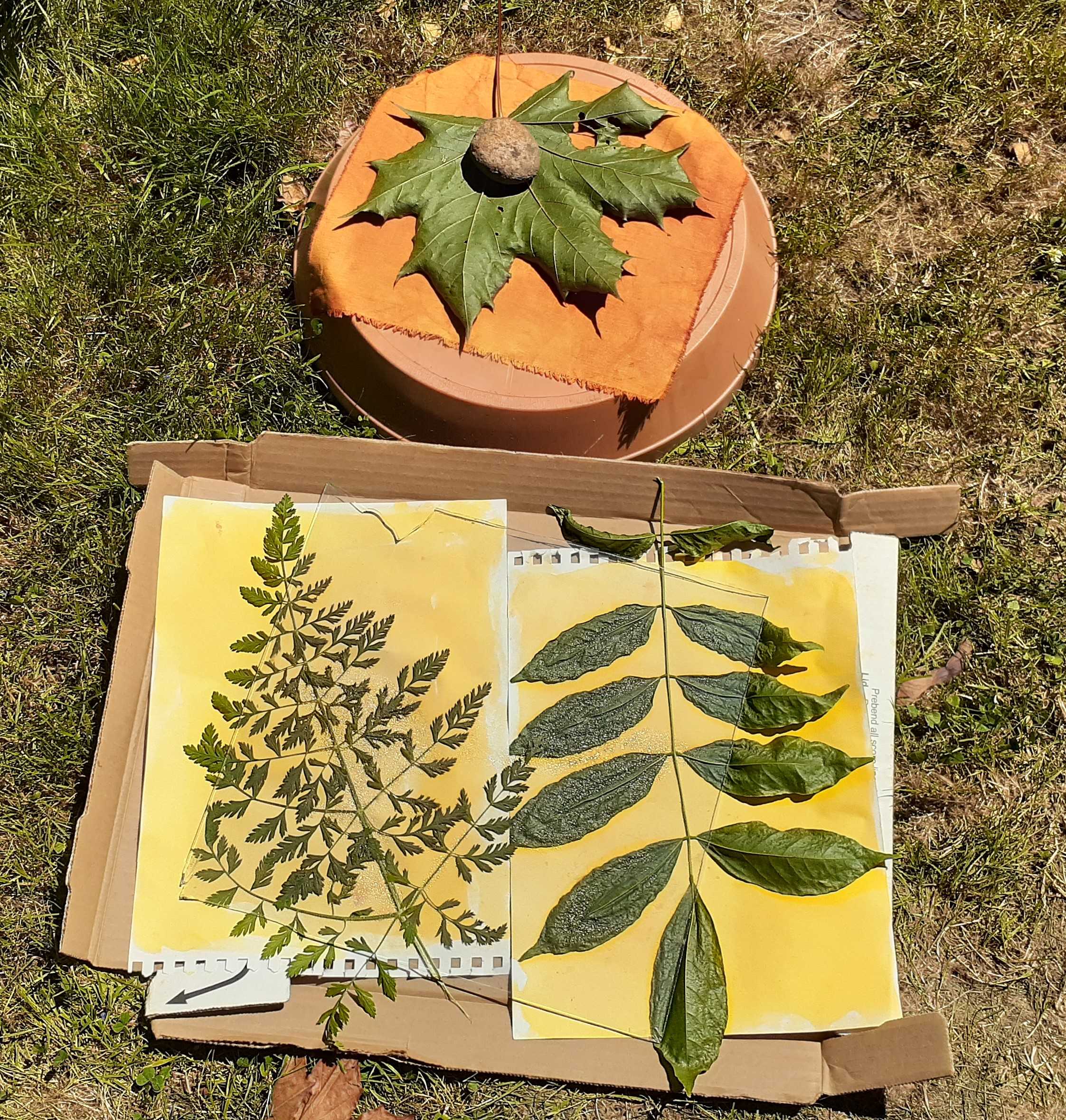 turmeric print