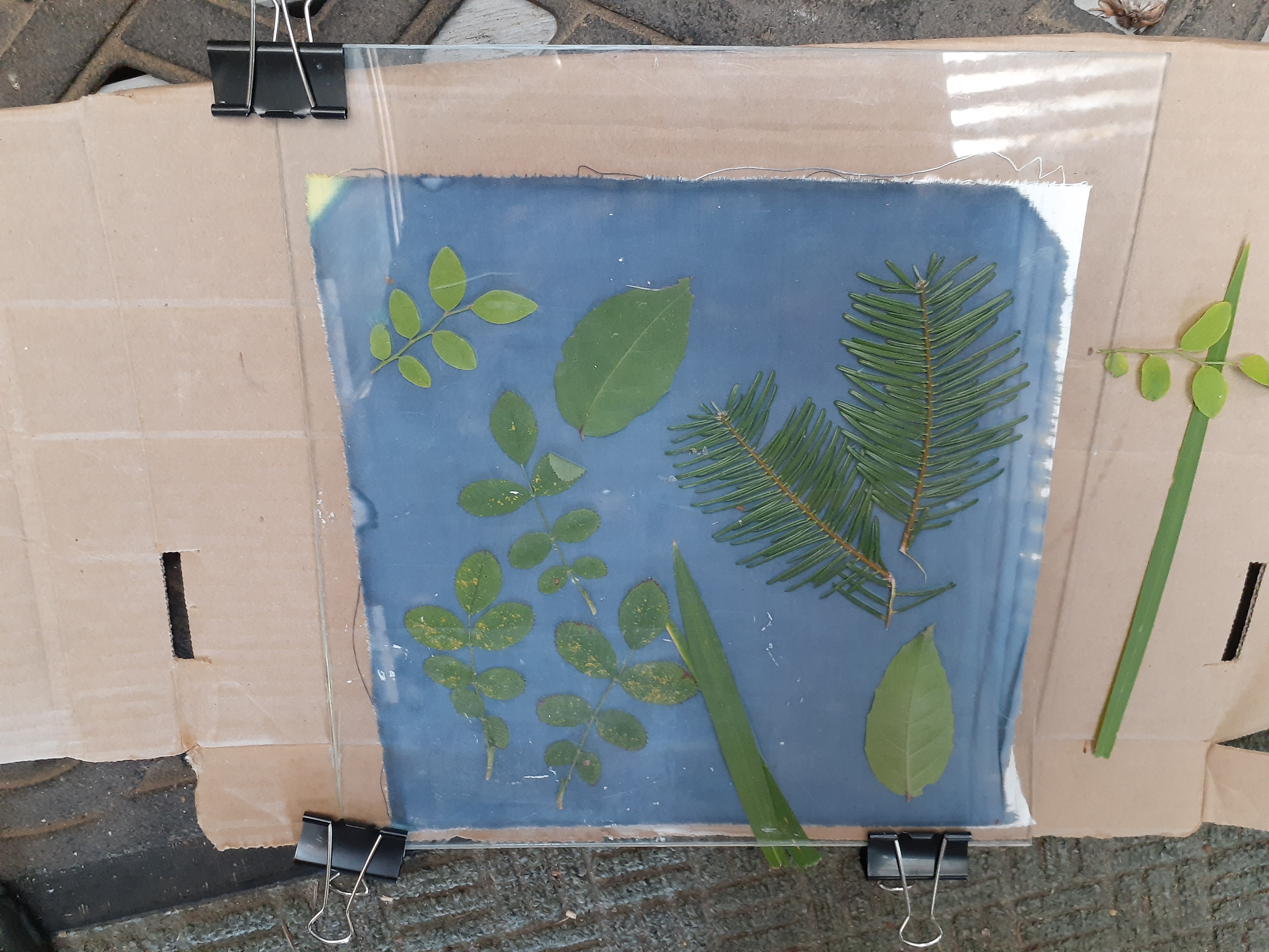 leaves on solar print cloth